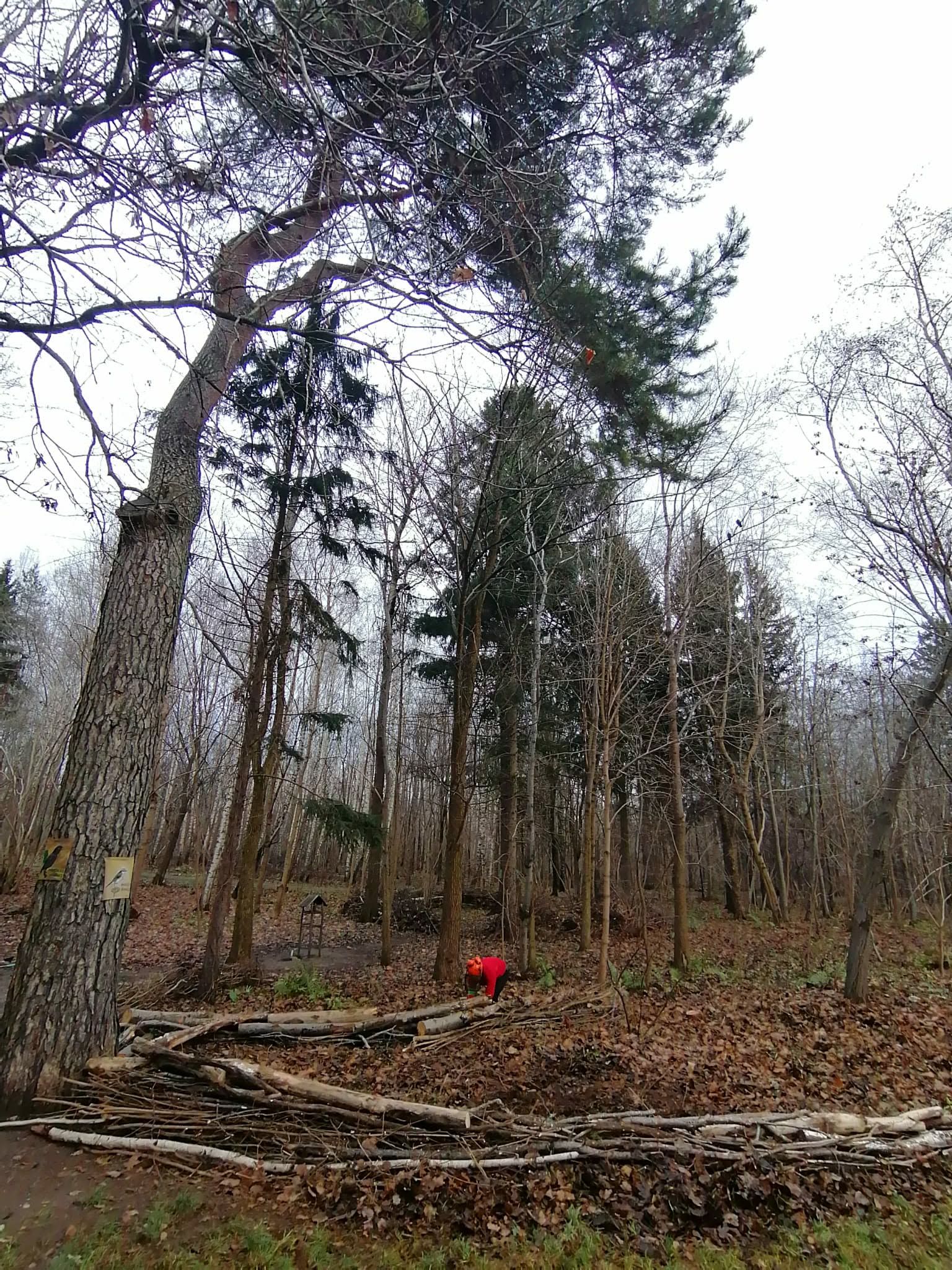 Rietuvės Šakų