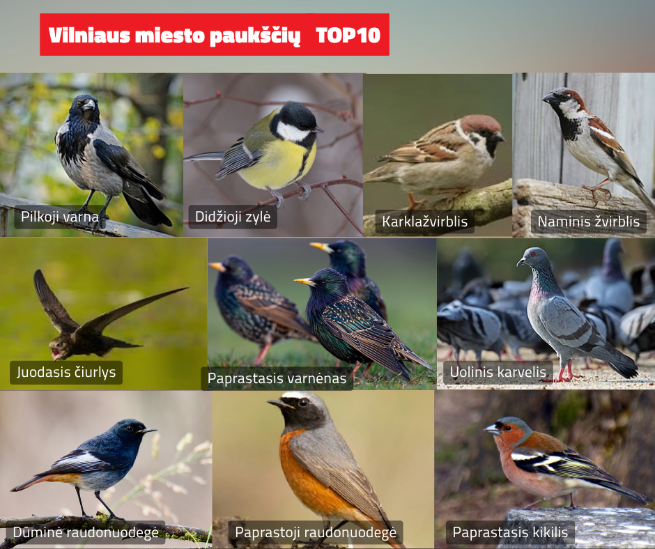 Vilniaus Paukščių to P10
